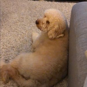 Meet your Posher, Nancy